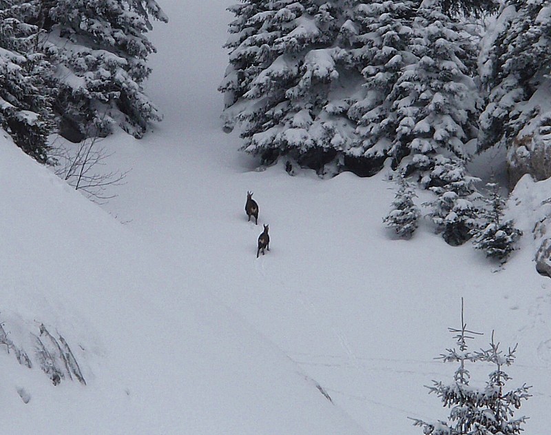 #8 Chamois : Une femelle et son petit - malgré un maximum de discrétion, on les a fait fuir quand même Chamois : Une femelle et son petit - malgré un maximum de discrétion, on les a fait fuir quand même