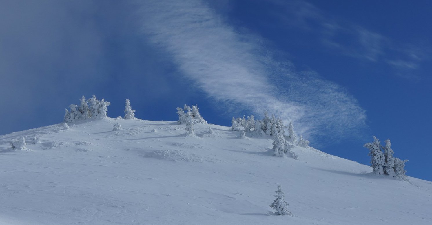 #3 Sale temps pour les sapins.... Sale temps pour les sapins....