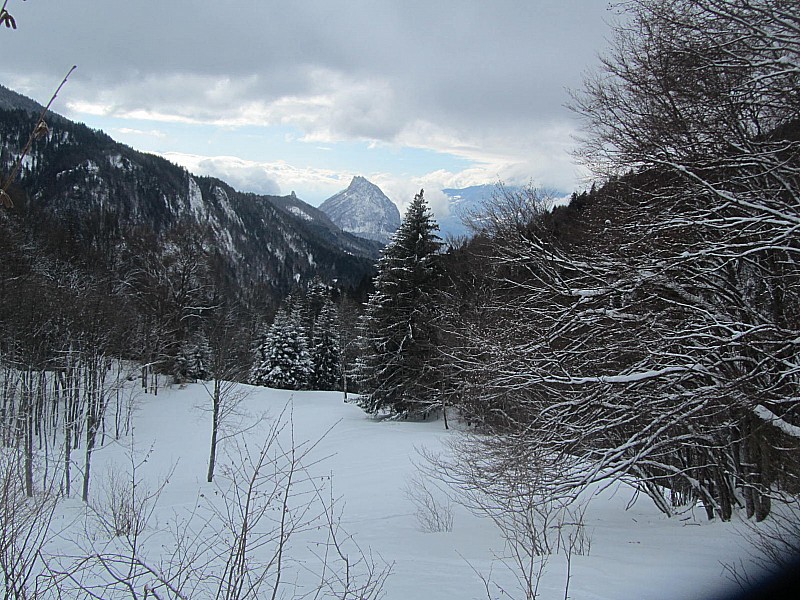 #2 vers le sud : éclaircies au sud, couvert en chartreuse vers le sud : éclaircies au sud, couvert en chartreuse