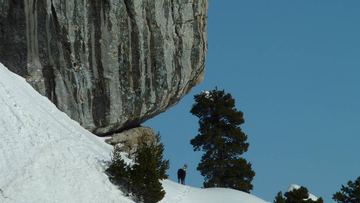 #9 Chamois solitaire : ses petits copains sont pas loin ! Chamois solitaire : ses petits copains sont pas loin !