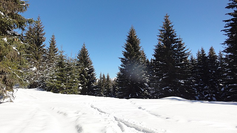 #4 foret : boone neige foret : boone neige