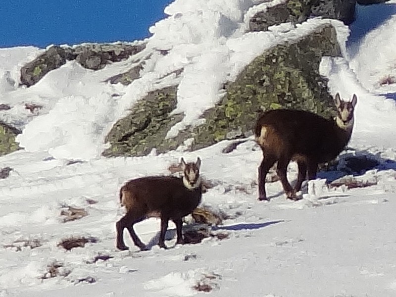 #5 Sommet : 2 chamois qui nous regardent en se chauffant au soleil couchant Sommet : 2 chamois qui nous regardent en se chauffant au soleil couchant