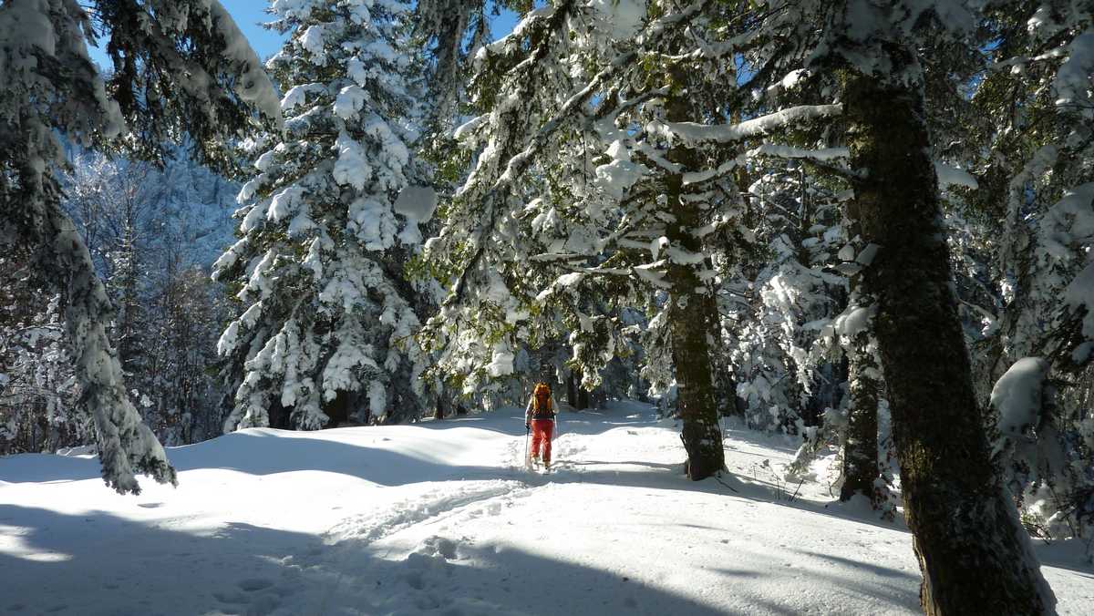 #25 Sapin blanc : sapins bien chargés encore ce matin Sapin blanc : sapins bien chargés encore ce matin