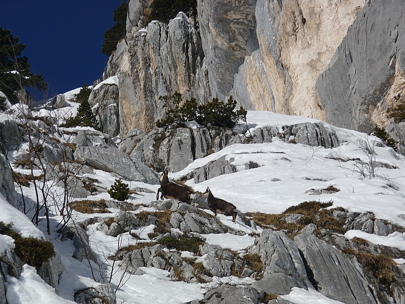 #2 Chamoix : le dégel leur permet-il de se nourrir à nouveau ? Chamoix : le dégel leur permet-il de se nourrir à nouveau ?