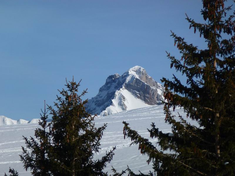 #1 Sur Cou : La Pointe Blanche pointe entre les sapins Sur Cou : La Pointe Blanche pointe entre les sapins