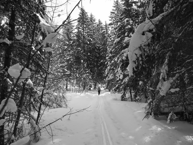#2 Forêt encore gavée Forêt encore gavée