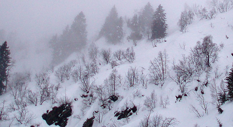 #2 Chamois : Le rare visuel de la matinée, une harde de chamois se demande c Chamois : Le rare visuel de la matinée, une harde de chamois se demande c'est quoi ces Hagan...