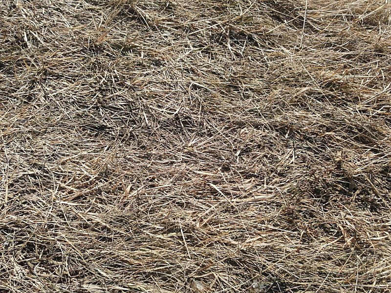 #6 Printemps : L Printemps : L'herbe sort