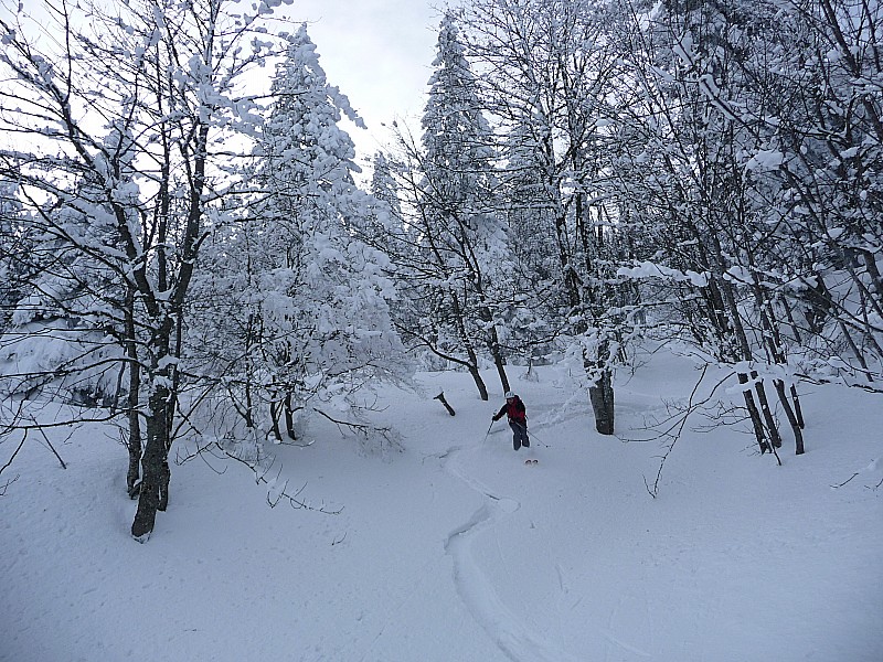 #1 Forêt Est : Photo du 08-02-12 Forêt Est : Photo du 08-02-12
