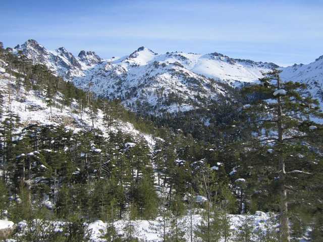 forêt de pins : forêt