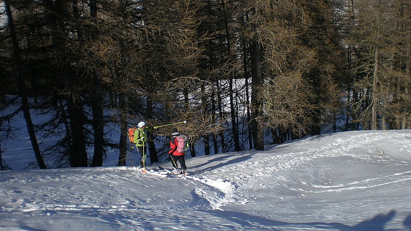 #3 dans la forêt : Poudreuse par endroit dans la forêt : Poudreuse par endroit