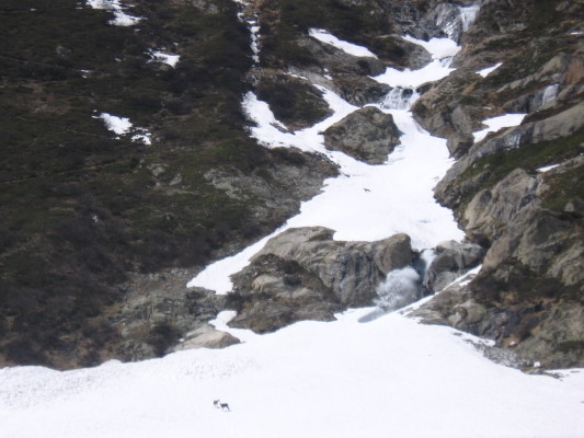 #6 les chamois des étançons : acceuil par des chamois , a la fin de la descente , en contre bas du refuge du chatelleret les chamois des étançons : acceuil par des chamois , a la fin de la descente , en contre bas du refuge du chatelleret