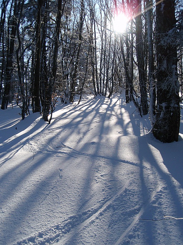 #5 Ski en forêt : Bon au début, mais pas longtemps! Ski en forêt : Bon au début, mais pas longtemps!