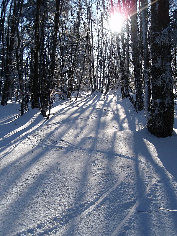 Ski en forêt : Bon au début, mais pas longtemps!