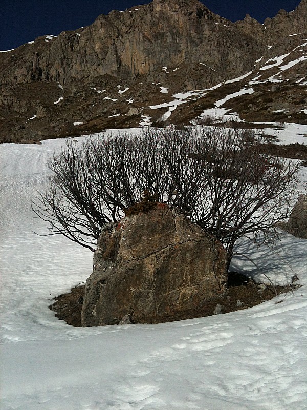 #1 arbre et roche : la nature s arbre et roche : la nature s'entraide...