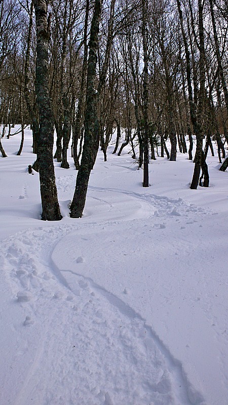 #6 Foret de feuillu : Après les Mélèzes queyrassiens de la semaine dernière, les forêt de boulot pyrénéenne n Foret de feuillu : Après les Mélèzes queyrassiens de la semaine dernière, les forêt de boulot pyrénéenne n'a pas à rougir... c'est BON.....