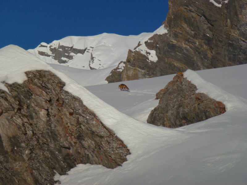 #4 Grd Muveran : Renard et chamois, c Grd Muveran : Renard et chamois, c'est tout ce que je croiserai aujourd'hui