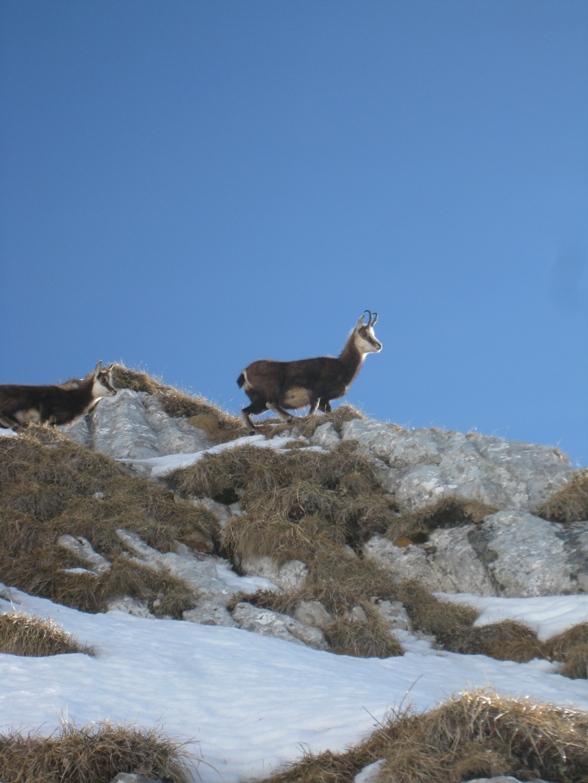 #2 Chamoix qui observe : Pecloz couloir SO Chamoix qui observe : Pecloz couloir SO