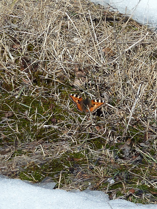 #10 Le papillon : ne fait pas le printemps ? Le papillon : ne fait pas le printemps ?