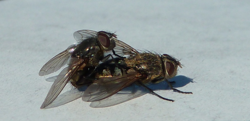 #15 Résumé de la sortie : faune locale pour nous rappeler l Résumé de la sortie : faune locale pour nous rappeler l'en....de de mouches (du Dévoluy, garanties, cf exif!)