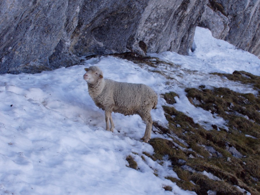#5 Mouton : Le survivant! Mouton : Le survivant!