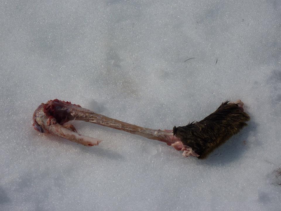 #8 trou de la mouche EST : la semaine dernière , j trou de la mouche EST : la semaine dernière , j'ai trouvé la tête , aujourd'hui la cuisse , à la fin de la saison j'aurais peut être un chamois entier