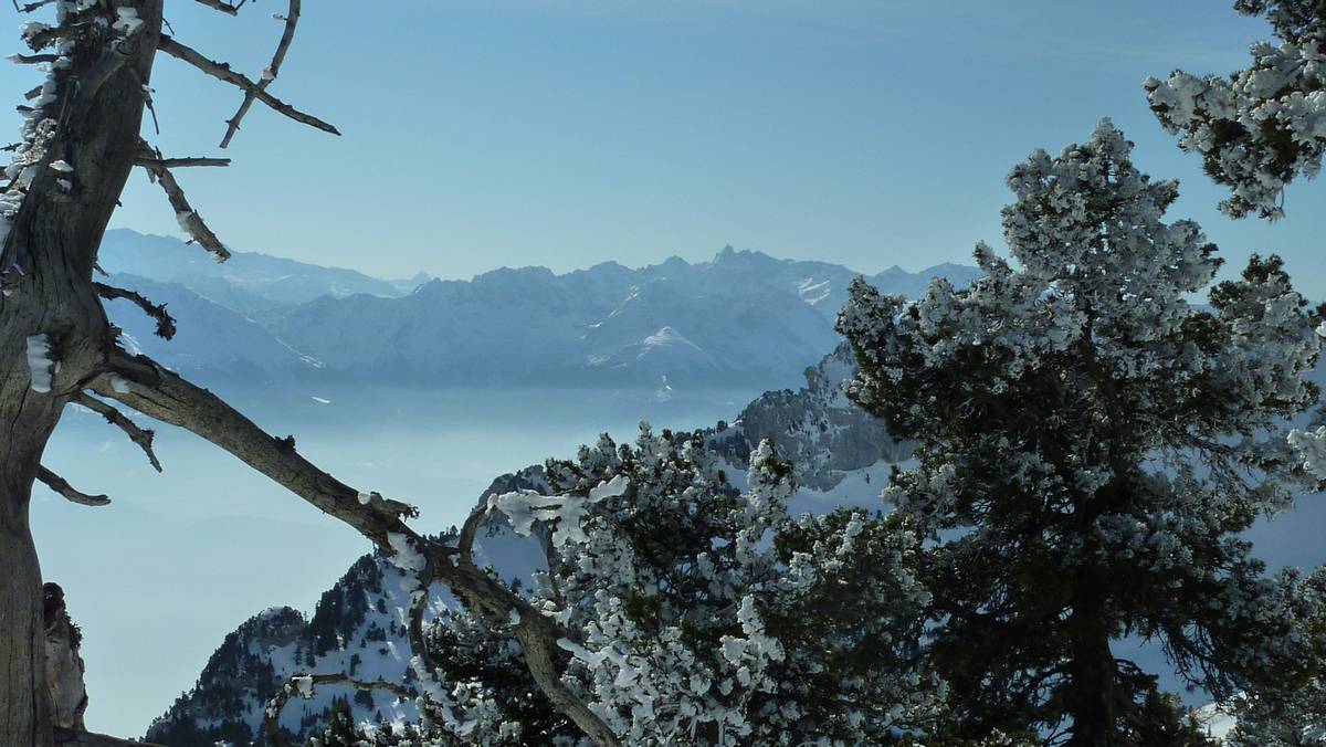 #7 Belledonne : à travers les pins Belledonne : à travers les pins