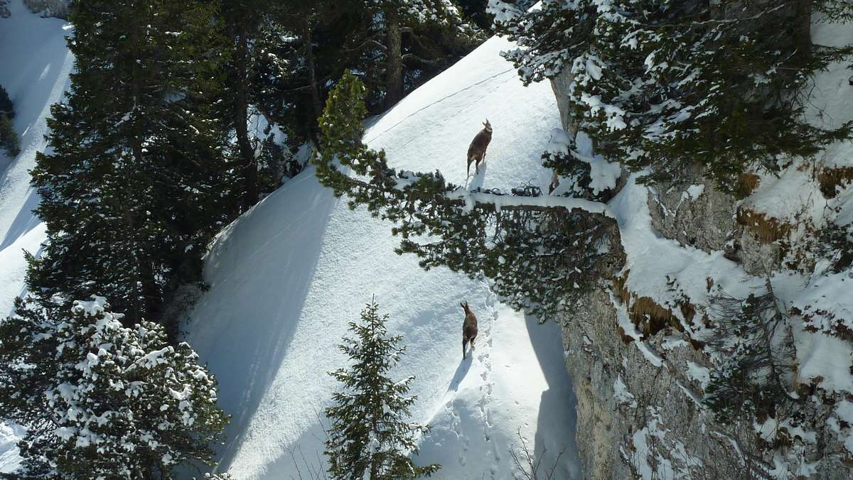 #12 Chamois : ils ont traversé la virgule 20m sous moi Chamois : ils ont traversé la virgule 20m sous moi