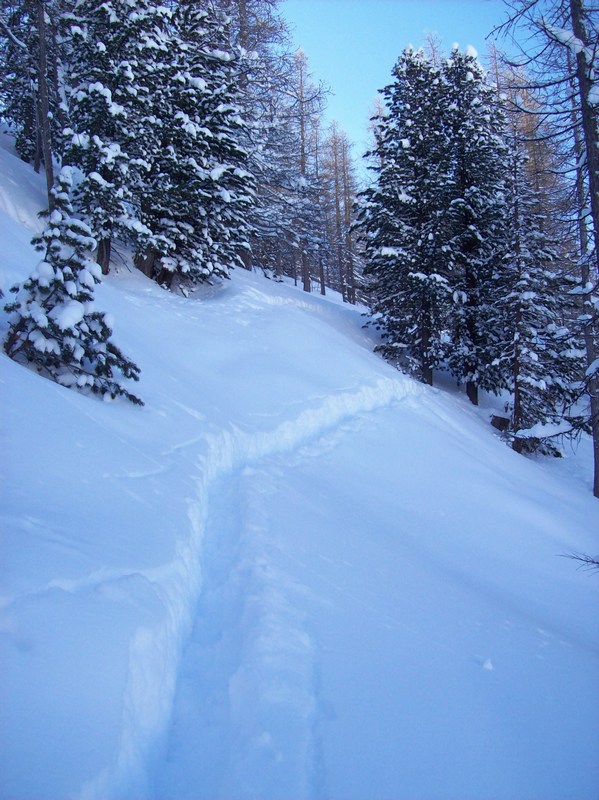 #2 Dans la forêt : le plaisir de tracer ... dans cette grosse poudre. Dans la forêt : le plaisir de tracer ... dans cette grosse poudre.