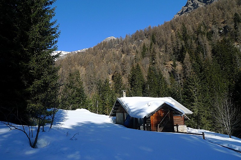 #5 Refuge des charançons Refuge des charançons