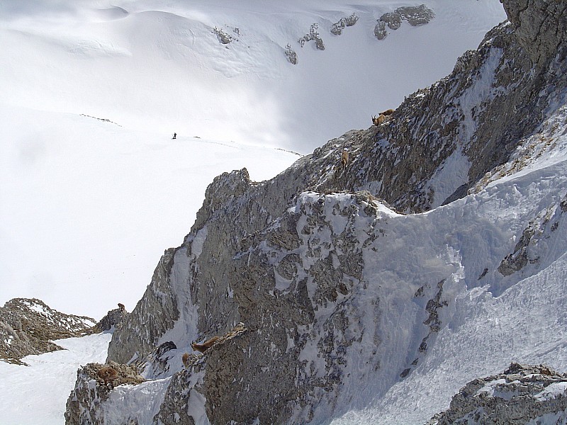 #5 Sous les corniches : de belles lignes et des bouquetins qui prennent leur hiver en patience. Sous les corniches : de belles lignes et des bouquetins qui prennent leur hiver en patience.