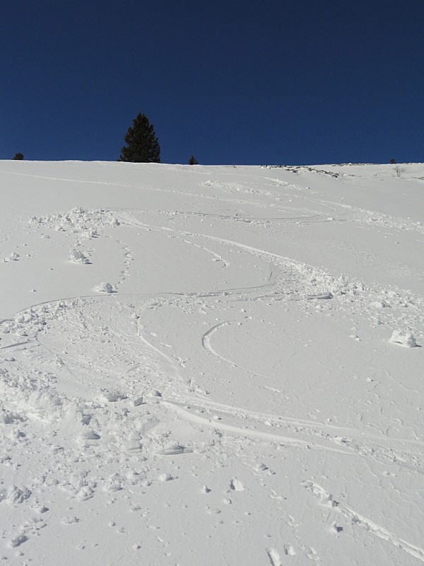 #4 zone de poudre : bonne descente zone de poudre : bonne descente