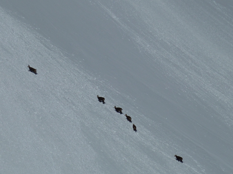 #3 Tête de l Tête de l'Aupet : Chamois