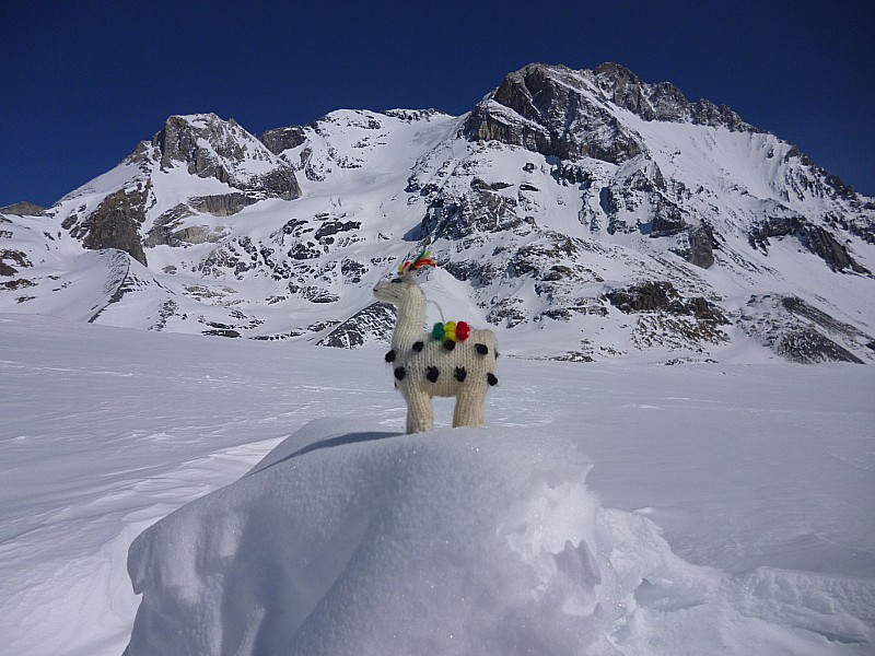 #4 animal de compagnie : chut, faut pas dire aux gardes que mon lama était là. animal de compagnie : chut, faut pas dire aux gardes que mon lama était là.