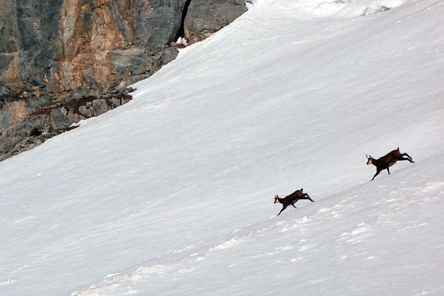 #2 Couloirs de Frémieux : Chamois dans les pentes de Lapie. Couloirs de Frémieux : Chamois dans les pentes de Lapie.