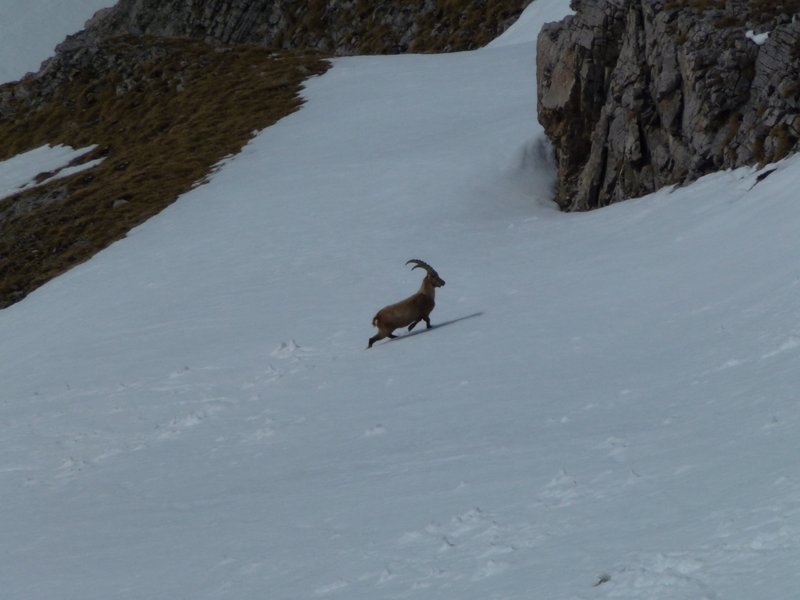 #6 Couloir SW : Bouquetin Couloir SW : Bouquetin
