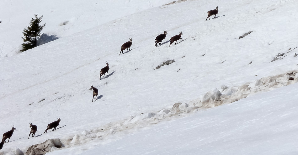 #11 harde de chamois : sous Merdassier harde de chamois : sous Merdassier