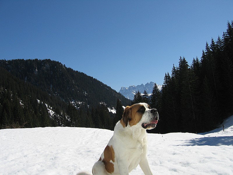 #3 presque fini : Presque au voiture, au vallon de Chevenne, au fond les dents du midi presque fini : Presque au voiture, au vallon de Chevenne, au fond les dents du midi
