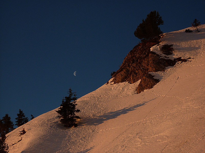 #2 Pin du Vercors : Sur fond de demi-lune Pin du Vercors : Sur fond de demi-lune