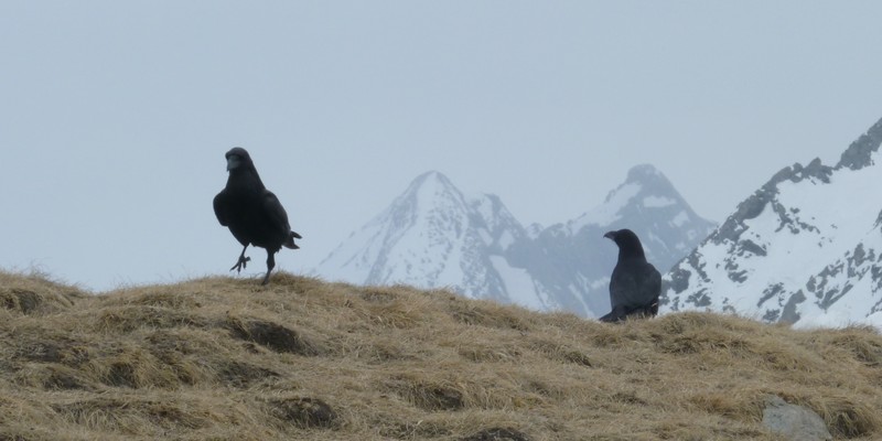 Grands Corbeaux : au sommet