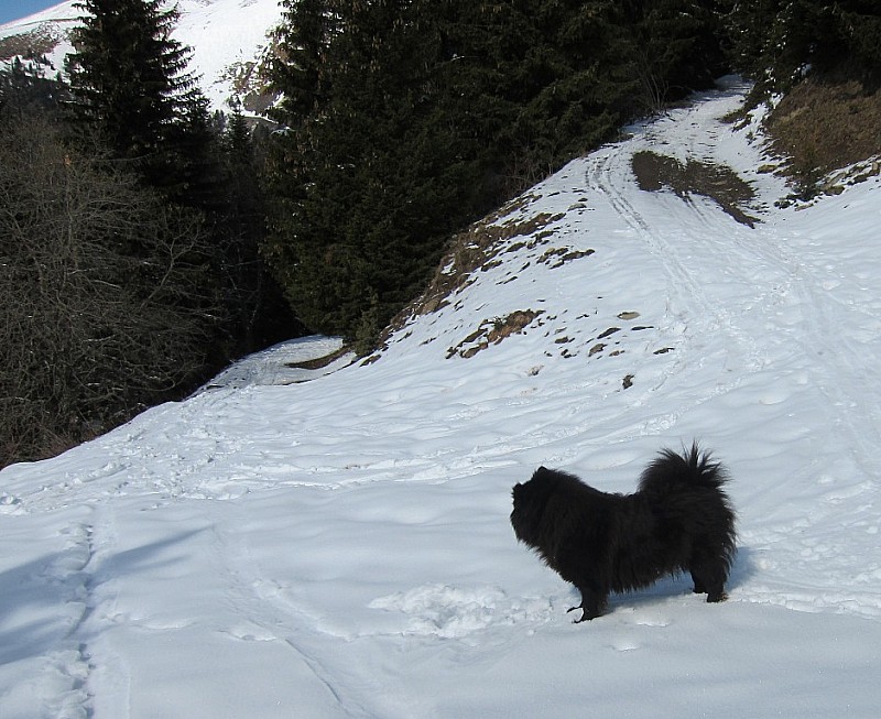 #1 chemin de montée à 1580m : Umoya la chienne chemin de montée à 1580m : Umoya la chienne