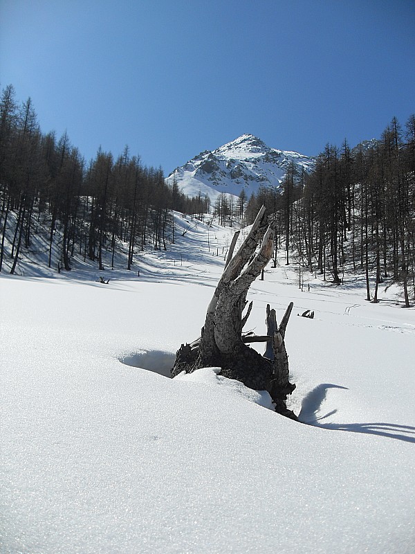 #8 Cime de la Charvie : belles clairières dans le bois du Bourget. Cime de la Charvie : belles clairières dans le bois du Bourget.