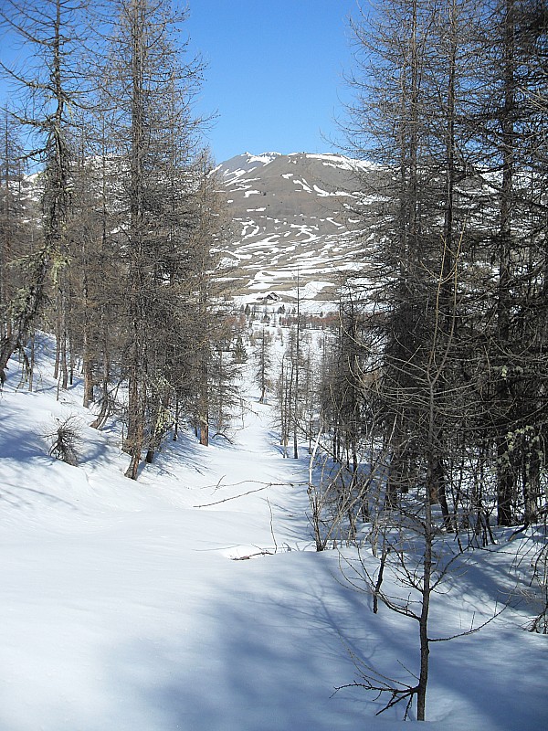 #9 Cime de la Charvie : Sortie de la forêt. Cime de la Charvie : Sortie de la forêt.