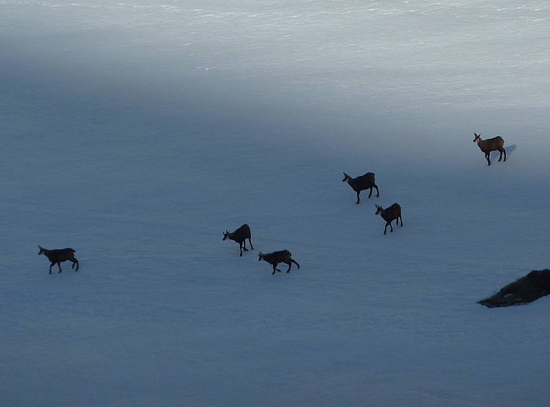 #2 Chamois : attendant un créneau pour traverser la trace Chamois : attendant un créneau pour traverser la trace