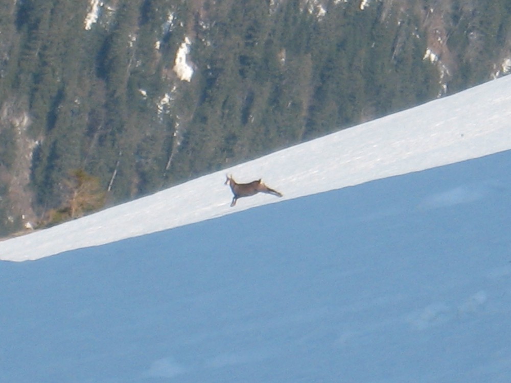 #2 Quelle classe ! : Plus de 10 chamois croisent notre route au pied des lances Quelle classe ! : Plus de 10 chamois croisent notre route au pied des lances