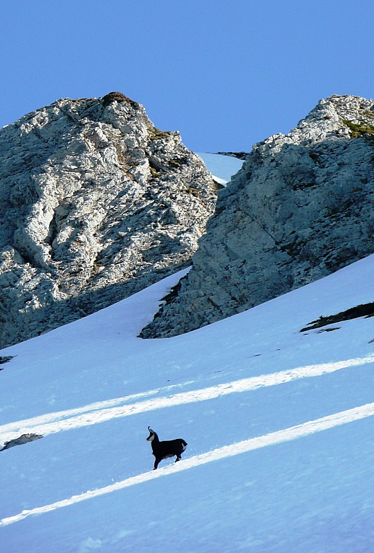 #8 La vigie des Lances : Montée vraiment superbe et sauvage ce matin La vigie des Lances : Montée vraiment superbe et sauvage ce matin
