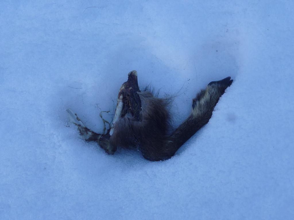 #2 Cuisseau de chamois : Le loup n Cuisseau de chamois : Le loup n' a pas fini son repas!