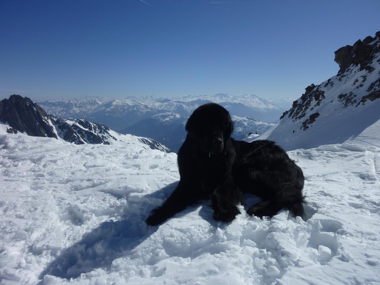#1 Einstein au tepey : On voulait faire un grand tour, mais ni le chien ni le maitre n Einstein au tepey : On voulait faire un grand tour, mais ni le chien ni le maitre n'auraient tenu le coup!