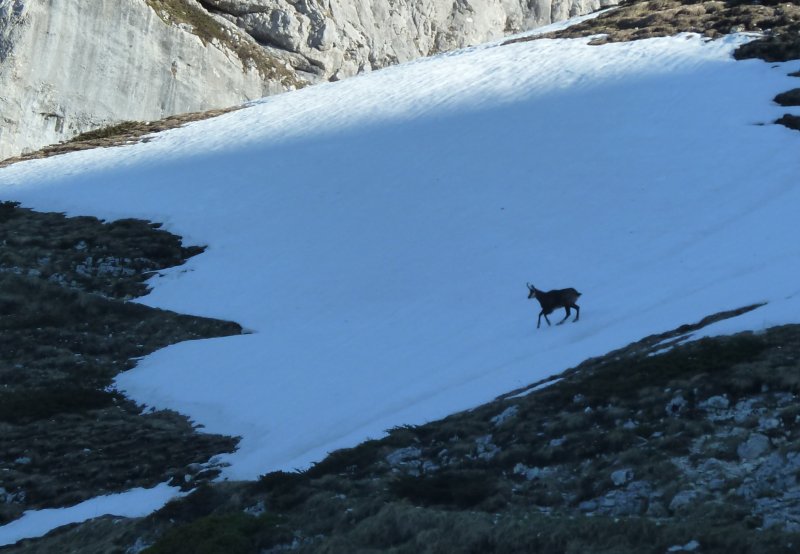 #4 Chamois : S de Bellefond Chamois : S de Bellefond