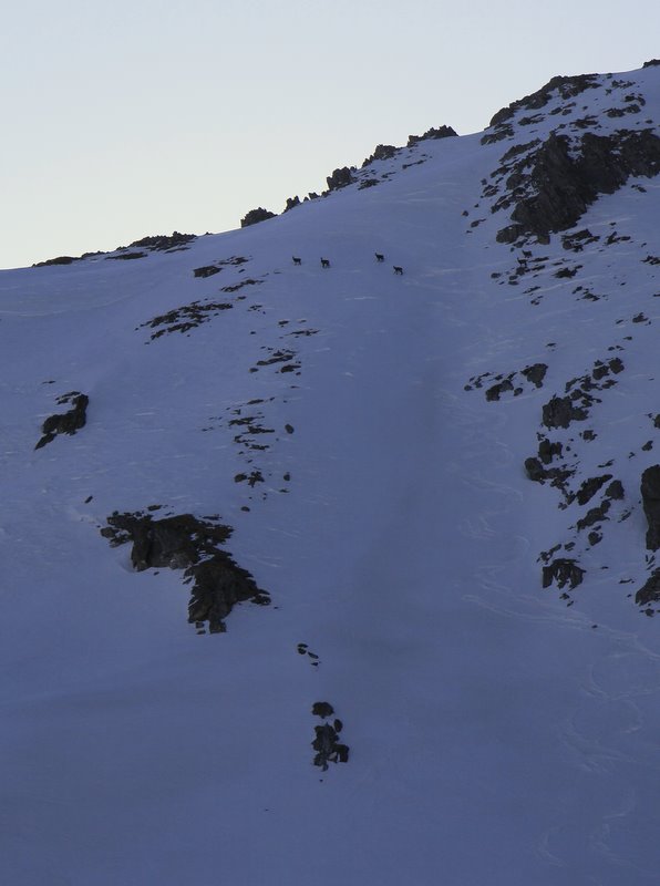 #3 Chamois : sept chamois nous accueillent dans la montée. Chamois : sept chamois nous accueillent dans la montée.